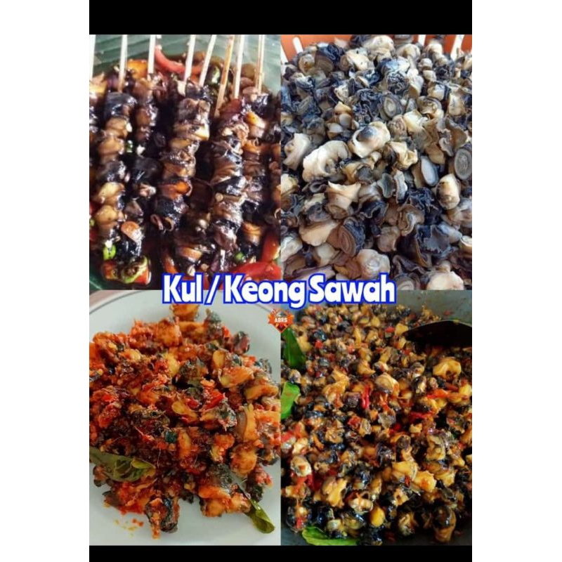 

KEONG SAWAH BERSIH 1KG SIAP MASAK