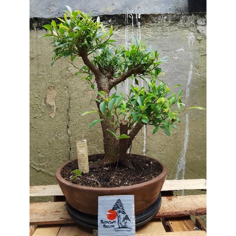Bahan bonsai beringin California