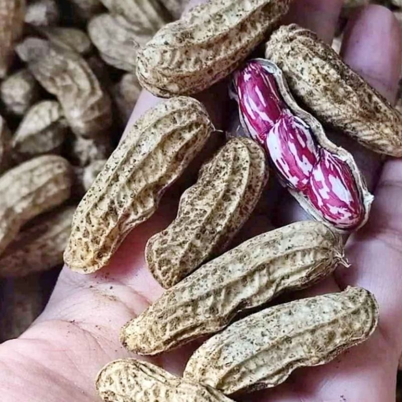 

Kacang Lurik Madu 1 KG
