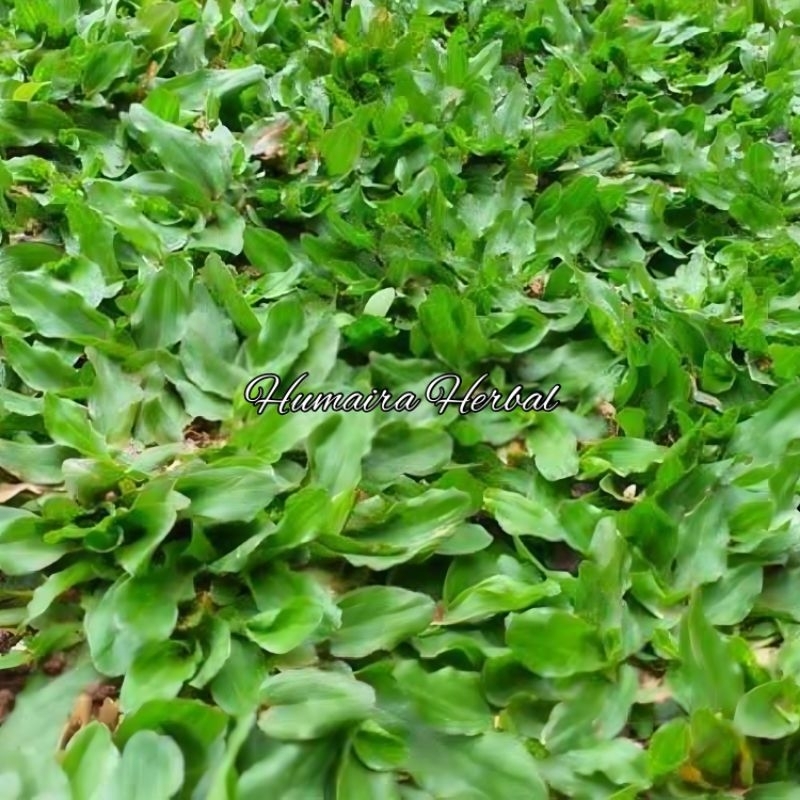 Rumput Gajah Mini Bibit Rumput Gajah Mini Siap Tanam Cocok Untuk Taman