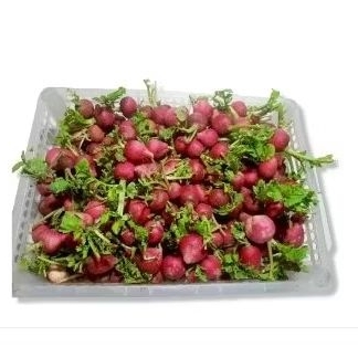 

lobak merah/red radish.250 Rp.8.500