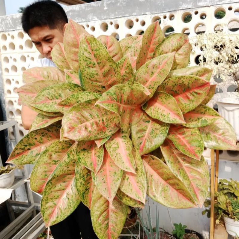 Tanaman Hias Aglonema Big Roy/tanaman hias aglonema big roy