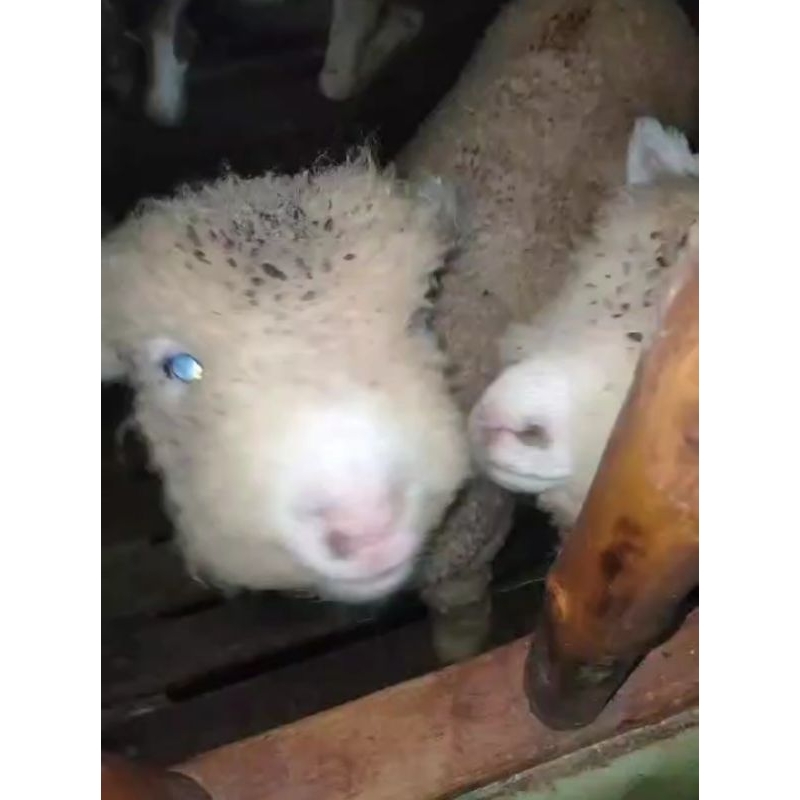 Domba merino Lucu bulu lebat gemoy