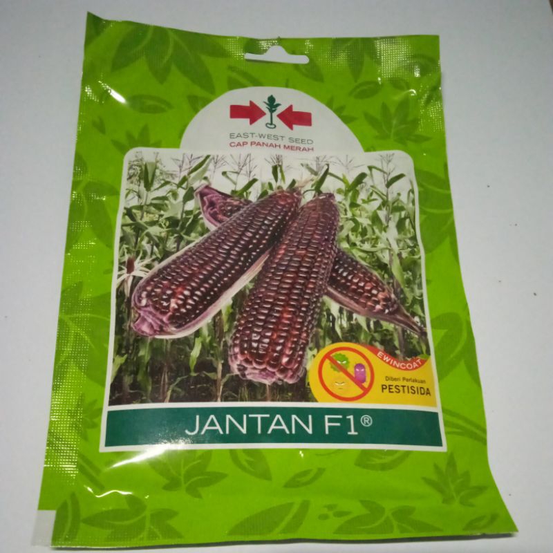 Jagung Ketan Ungu Jantan F1