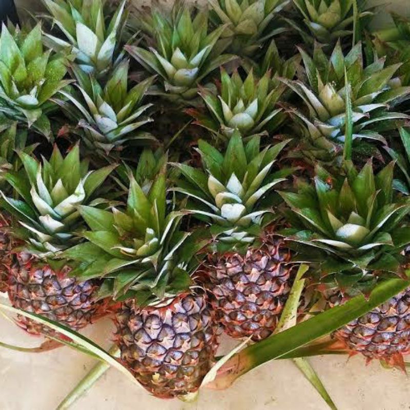 

nanas muda fress/1buah_promo beli 5gratis 1