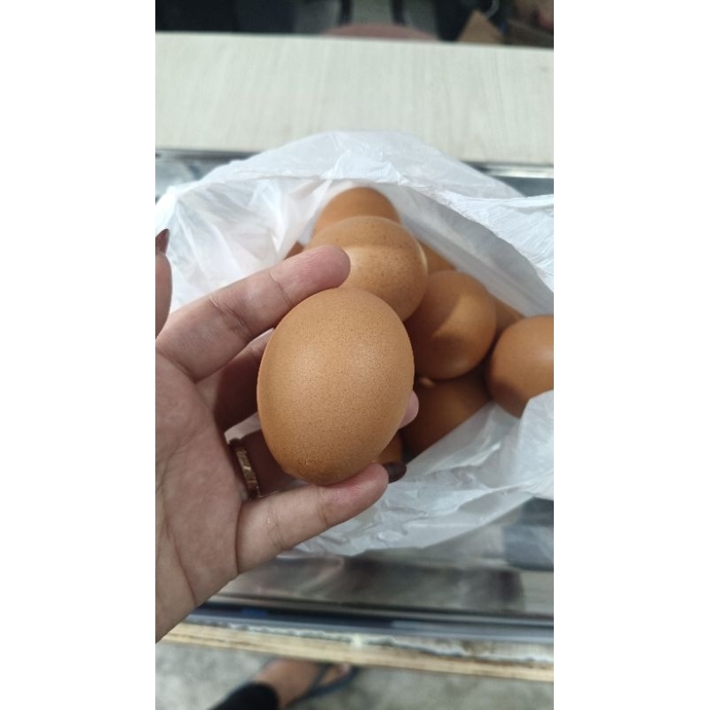 

TELUR AYAM HOREN 1KG 500GRM 250GRM