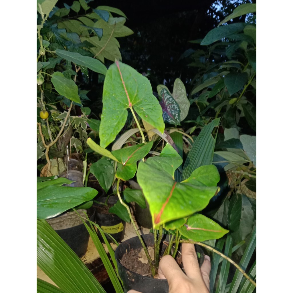 Cyrtosperma johnstonii - BLACK JACK TANAMAN