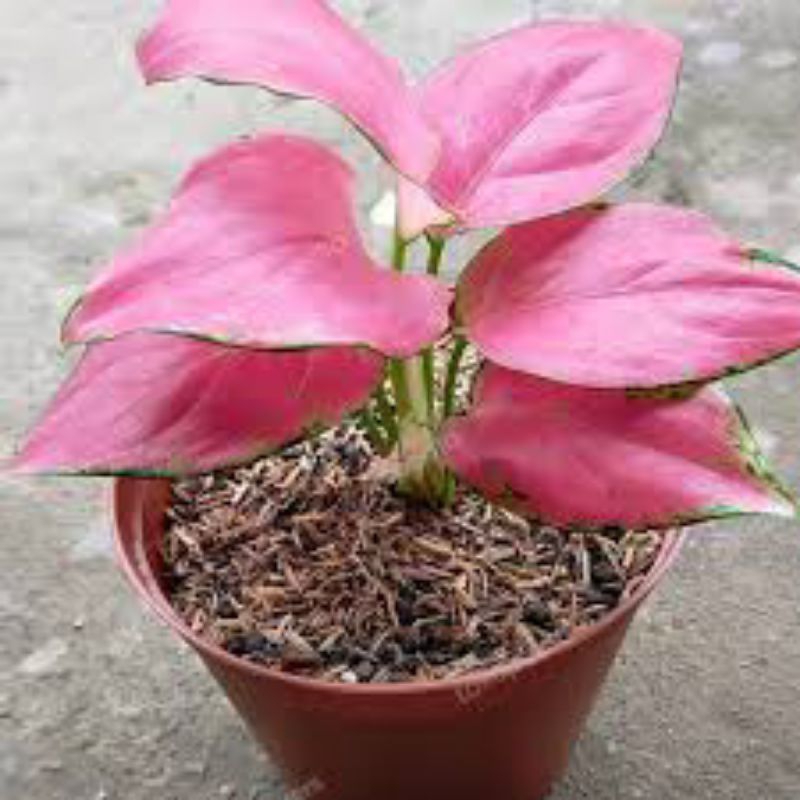 aglonema pink Katrina