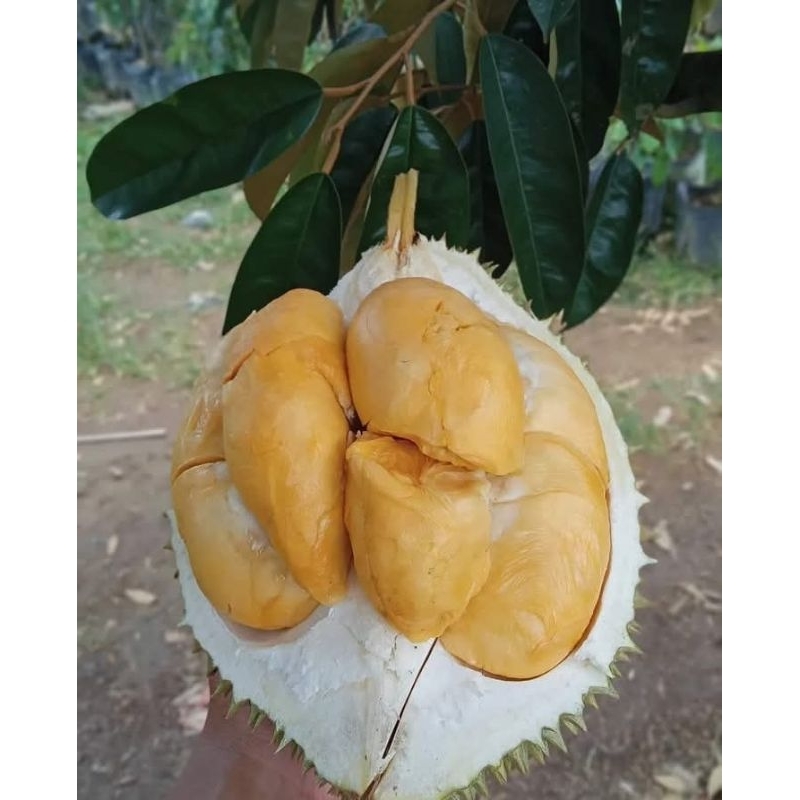 

Durian Super Tembaga