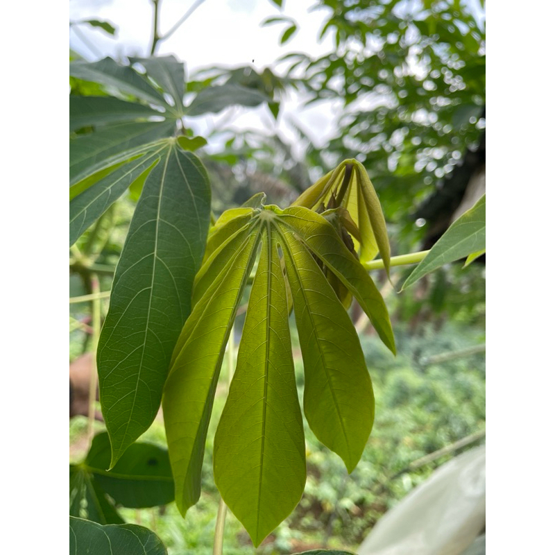 Pucuk Daun Singkong Muda