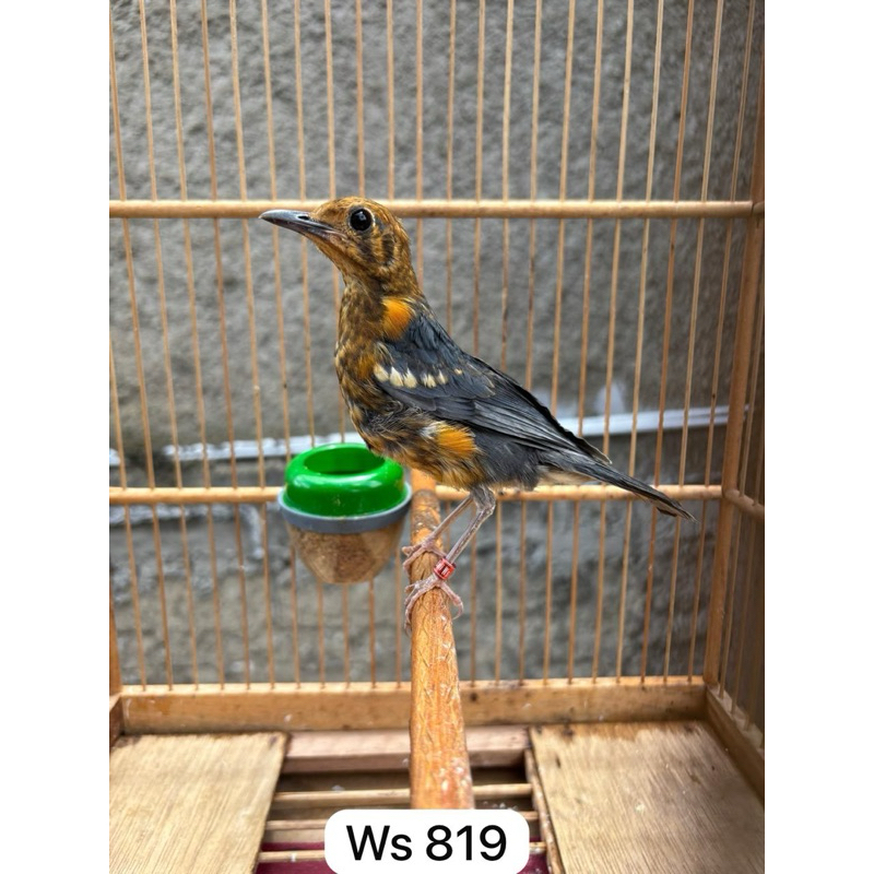 Anis merah ring ws ppn bali