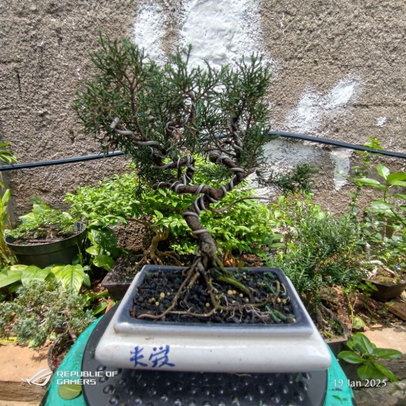 bonsai cemara sinensis blue / cemara sinensis blue