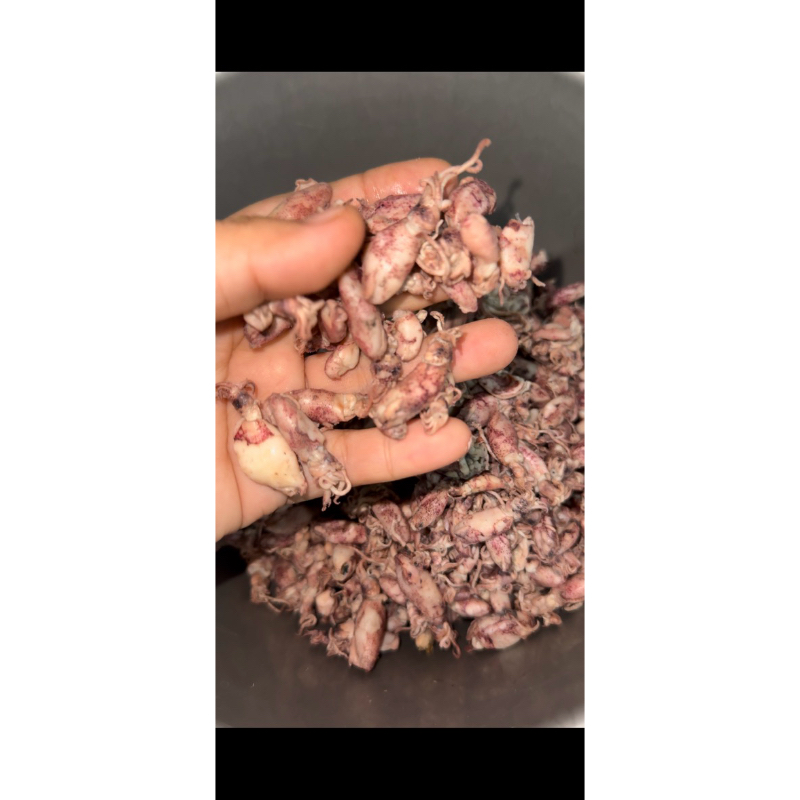 

baby cumi grade B berat 250gram