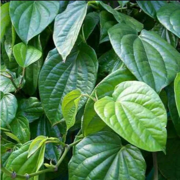 

Daun Sirih Hijau (1 Helai Daun) Sereh SEGAR