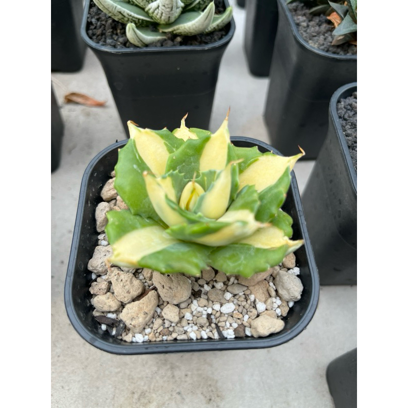 Agave Shoji Raijin Variegata