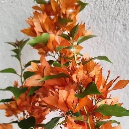 Bougenville ekor musang orange