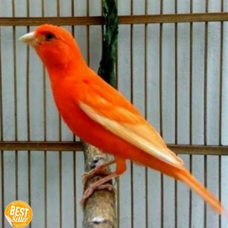 Burung kenari merah lokal merlok gacor joos mantap