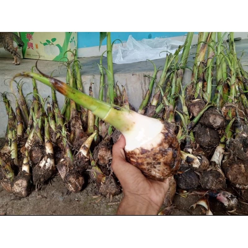 bibit pisang kapas/Raja lawe original