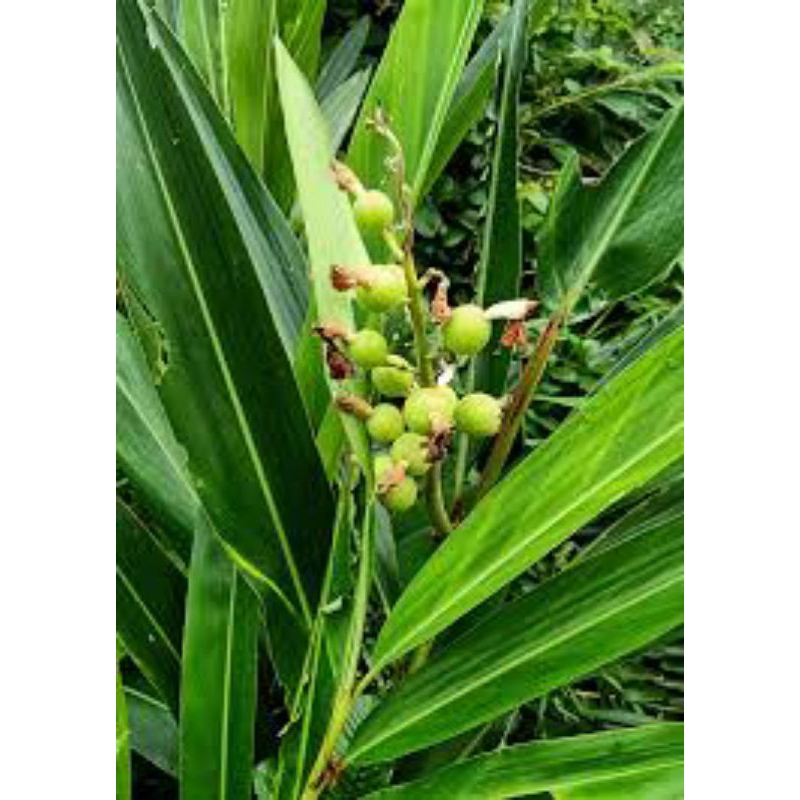 

BUNGA TANAMAN LENGKUAS LAJA 200 GRAM BUNGA LAJA SUPER