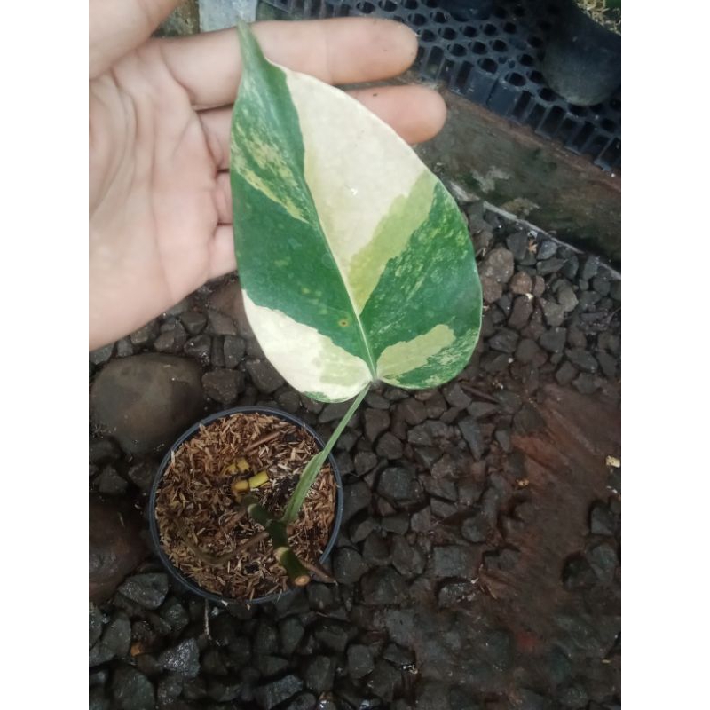 monstera marmorata