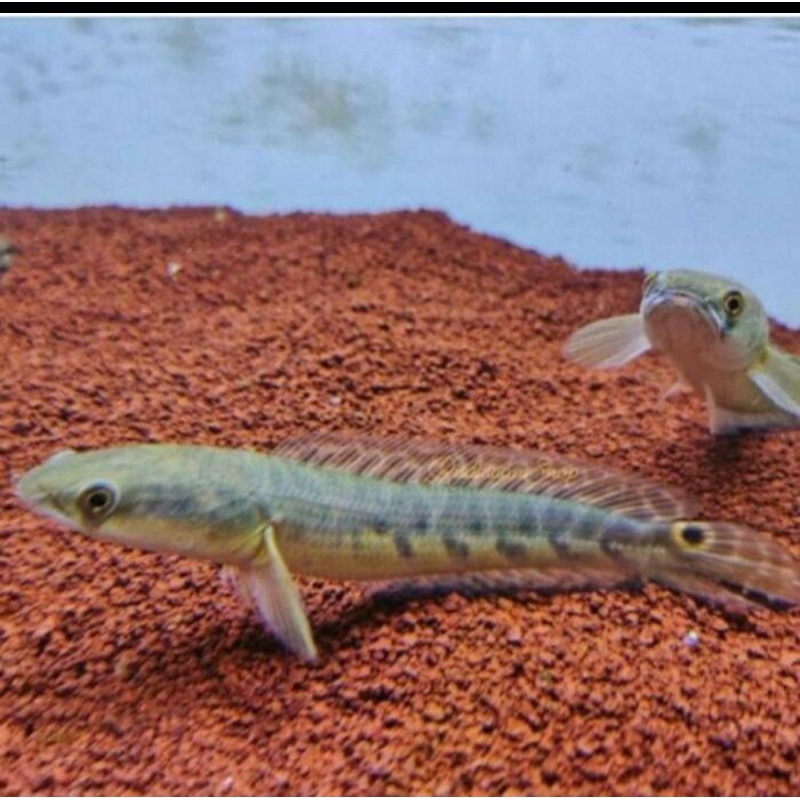 hiasan aquarium channa maru ys 11-13cm