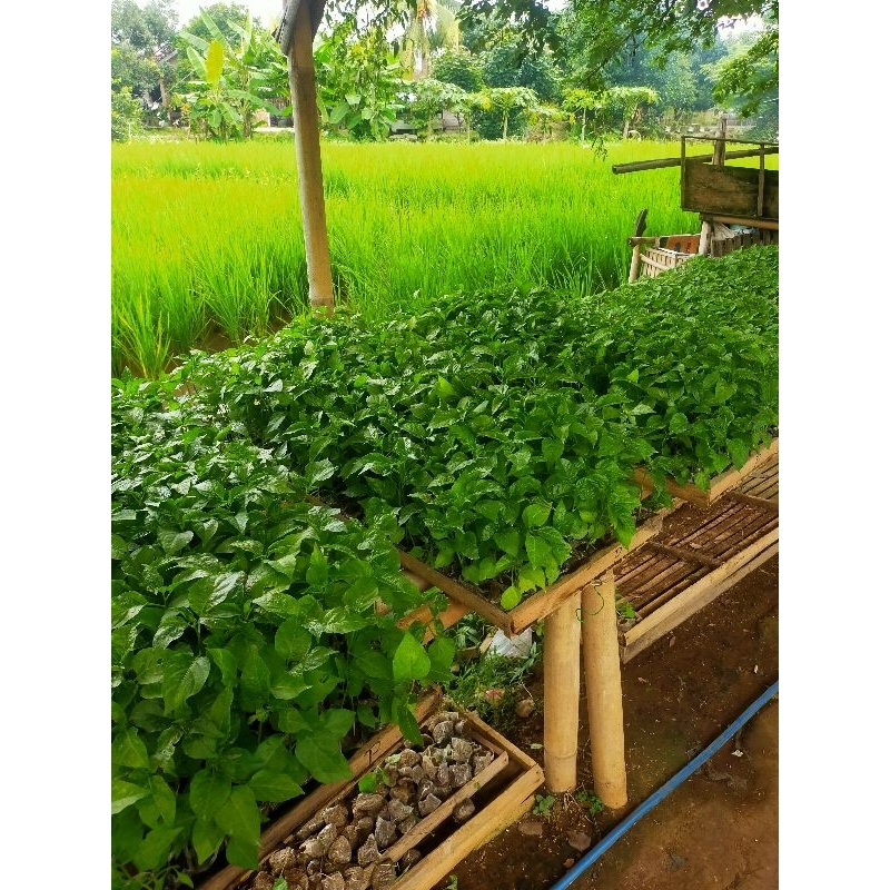 

TANAMAN CABE Syaiton 1nya cuma 1000