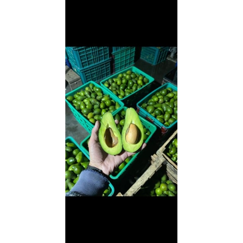 

alpukat mentega 1kg isi 2-5 (dikirim dalam kondisi mentah)