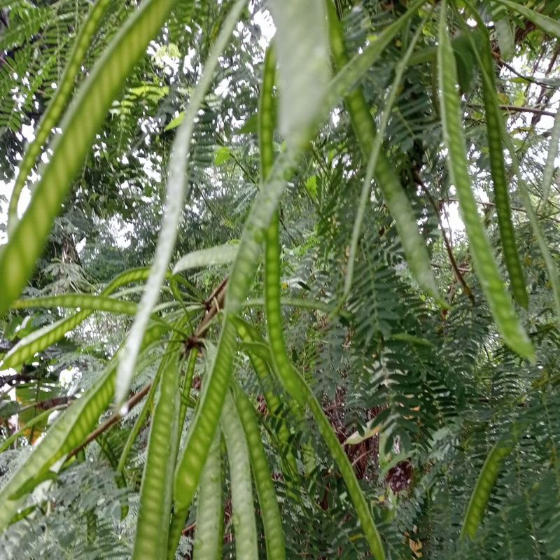 

pete cina muda buat lalapan berat 250