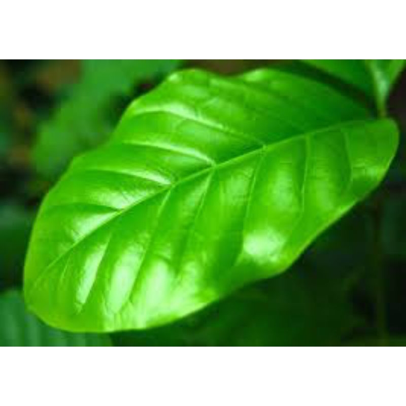 

daun kopi segar 1kg