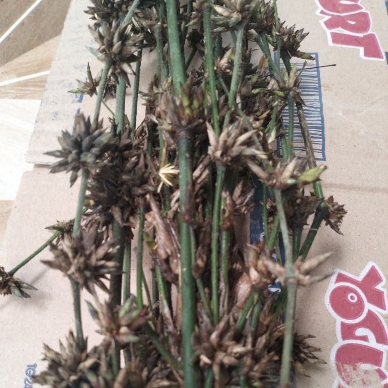 

Bunga Bambu Kembang Pring / 1 ikat