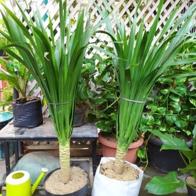 Tanaman hias Pandan Bali Ukuran Besar 40 - 60cm daun / Tanaman Indoor Pandan Bali / Tanaman Draceana