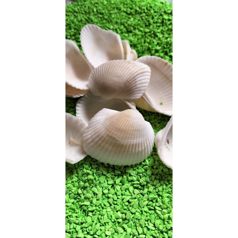 Kerang Dara (Ukuran besar)