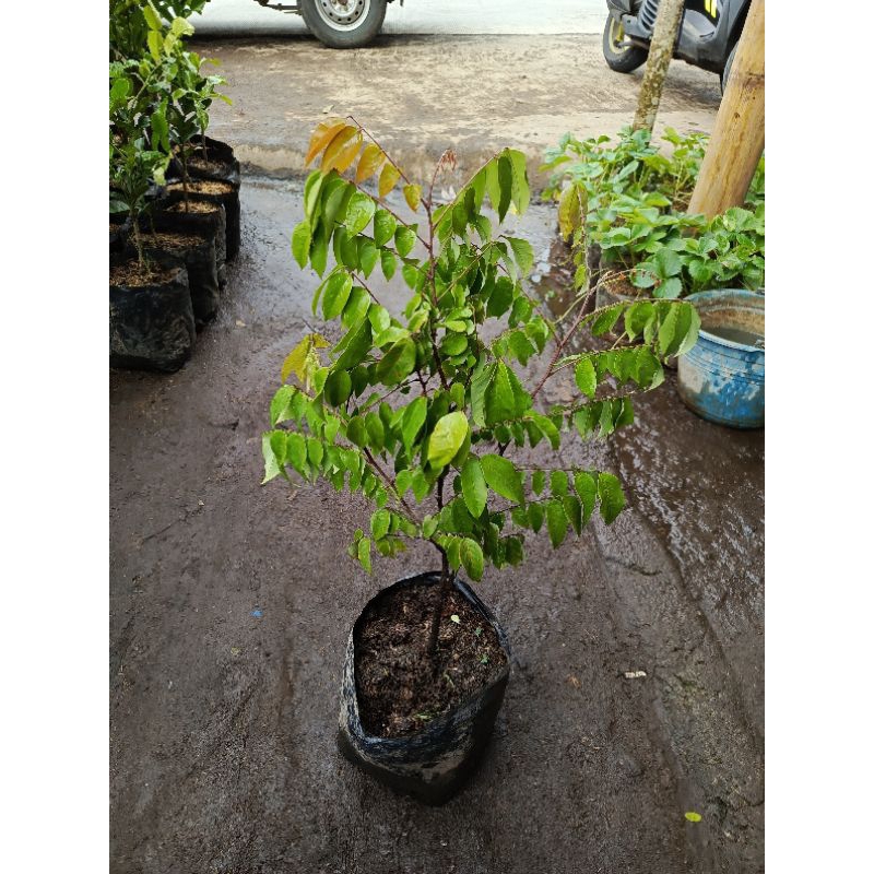 Tanaman Belimbing madu Rimbun / Belimbing madu Rimbun