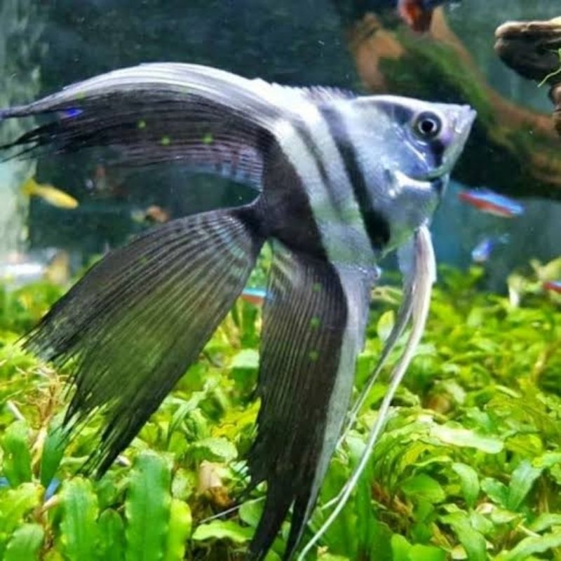 hiasan aquarium manfish black and white slayer