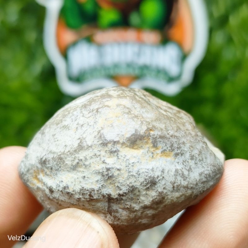 MUNCANG ADU MANTILI SUUK GRADE A ORI 100% .