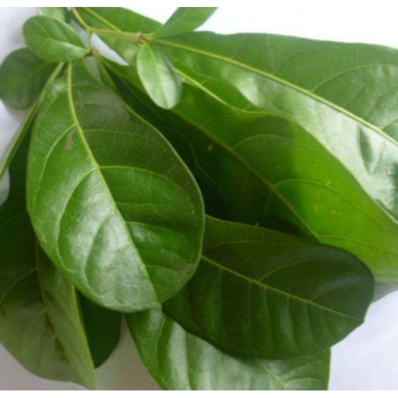 

daun herbal daun Maja / daun berenuk segar daun buah maja 1 kg