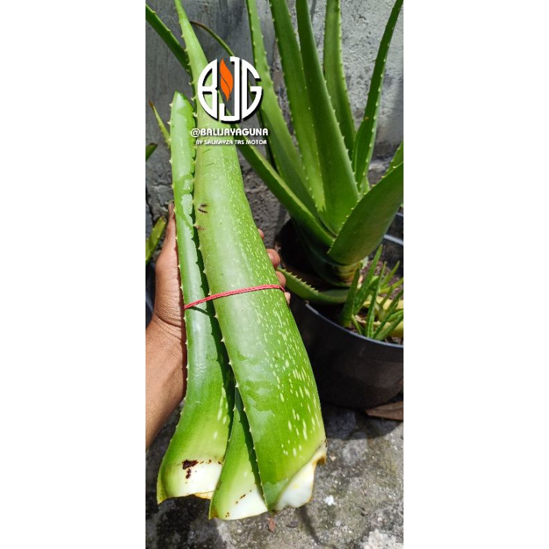 

Lidah Buaya Pelepah Lidah buaya Denpasar Bali Aloe Vera siap konsumsi, siap pakai
