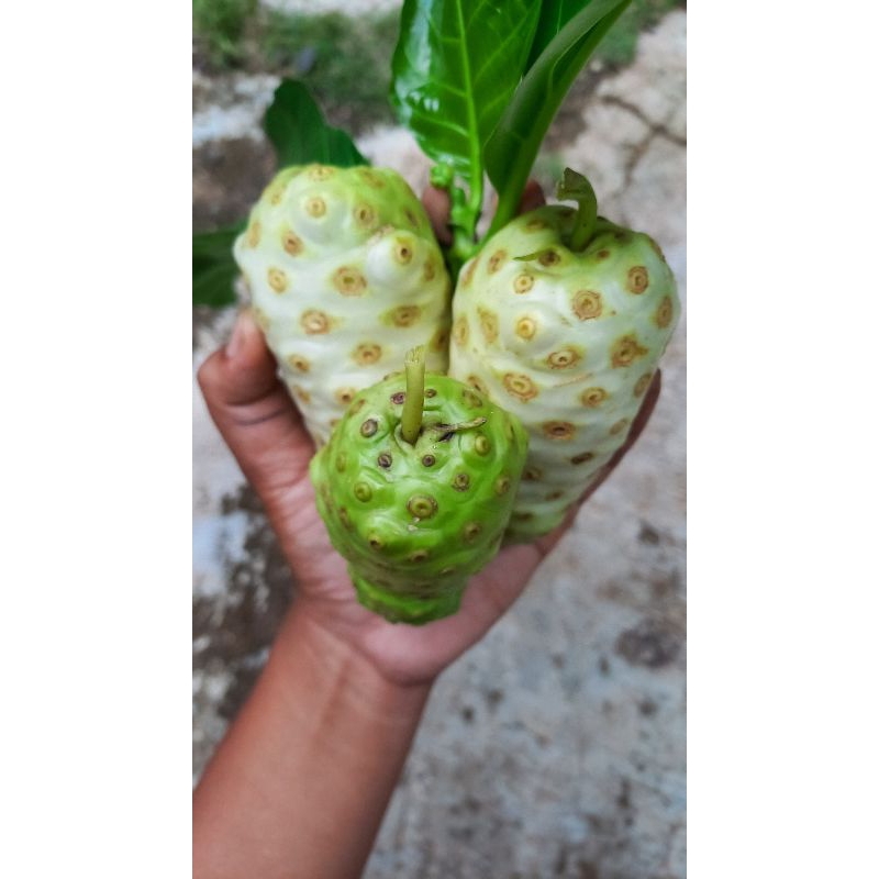 

Buah mengkudu / cangkudu segar 1kg