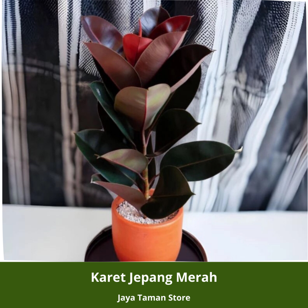 Promo COD Pohon Karet Jepang Merah - Pohon Karet Kebo Merah - Karet Kebo