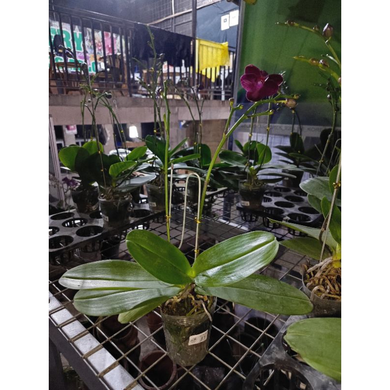 angbul sogo relex melar knop harga murce