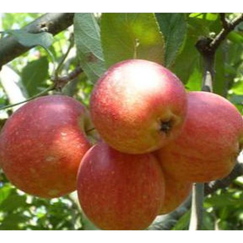 Tanaman Apel Anna Berbunga 150