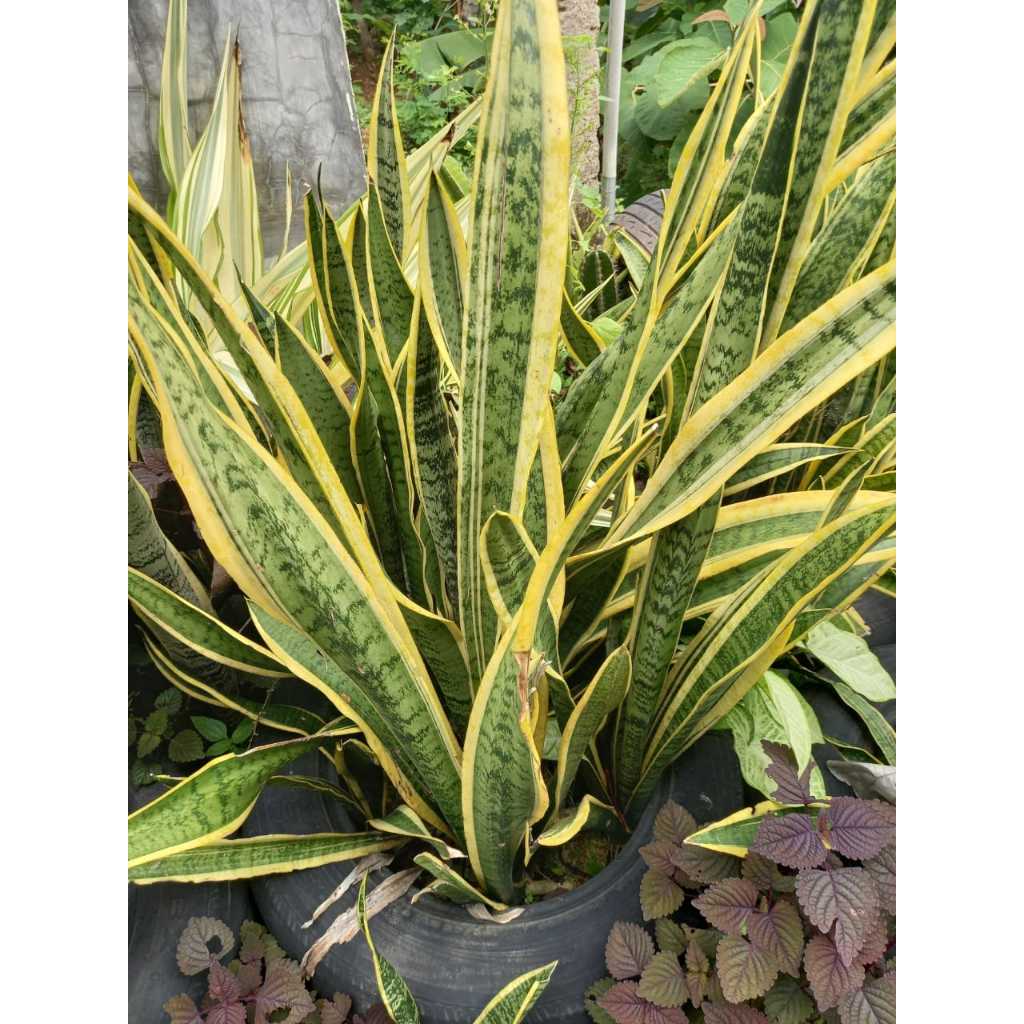 TANAMAN HIAS LIDAH MERTUA / bibit bunga taman tanaman aestetik