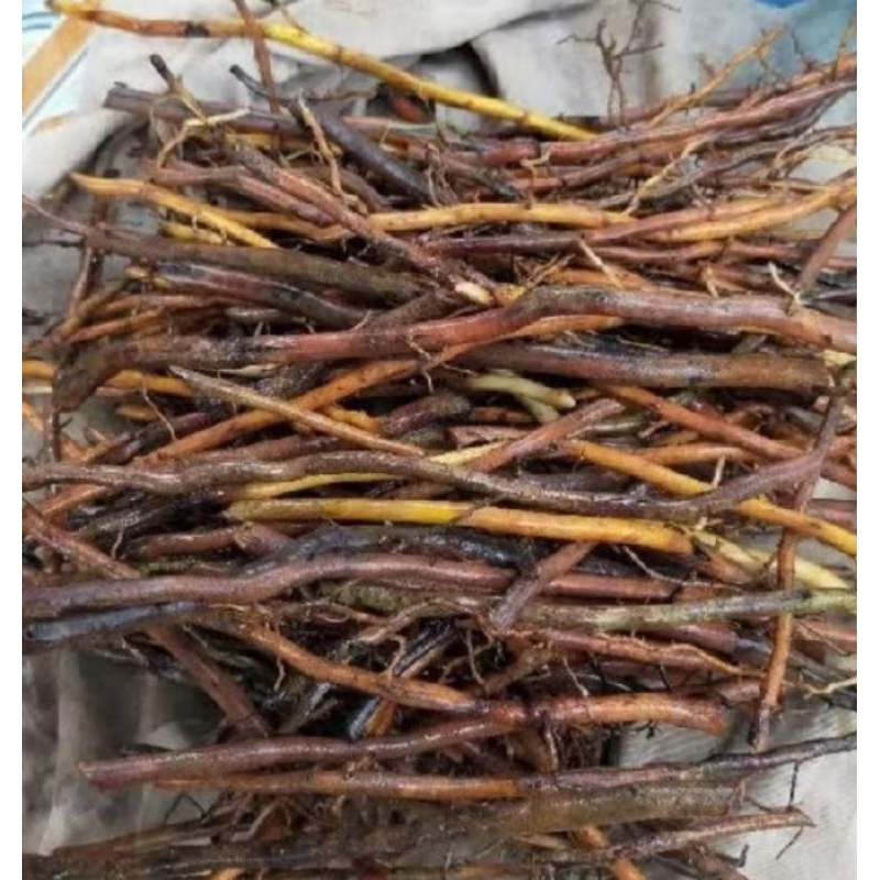 

akar pohon aren atau pohon Kawung 500 grm