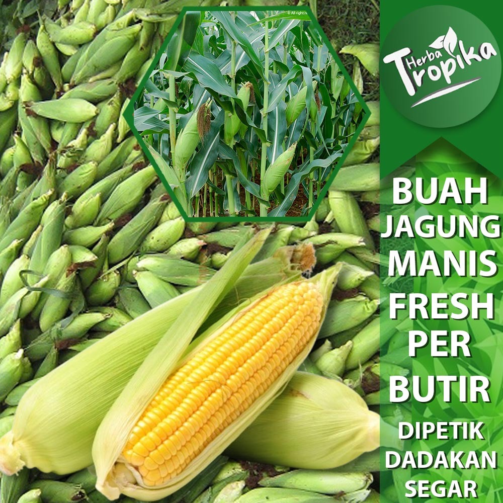 

Jagung Mentah Super Manis Gurih Per 1 buah toko herba tropika