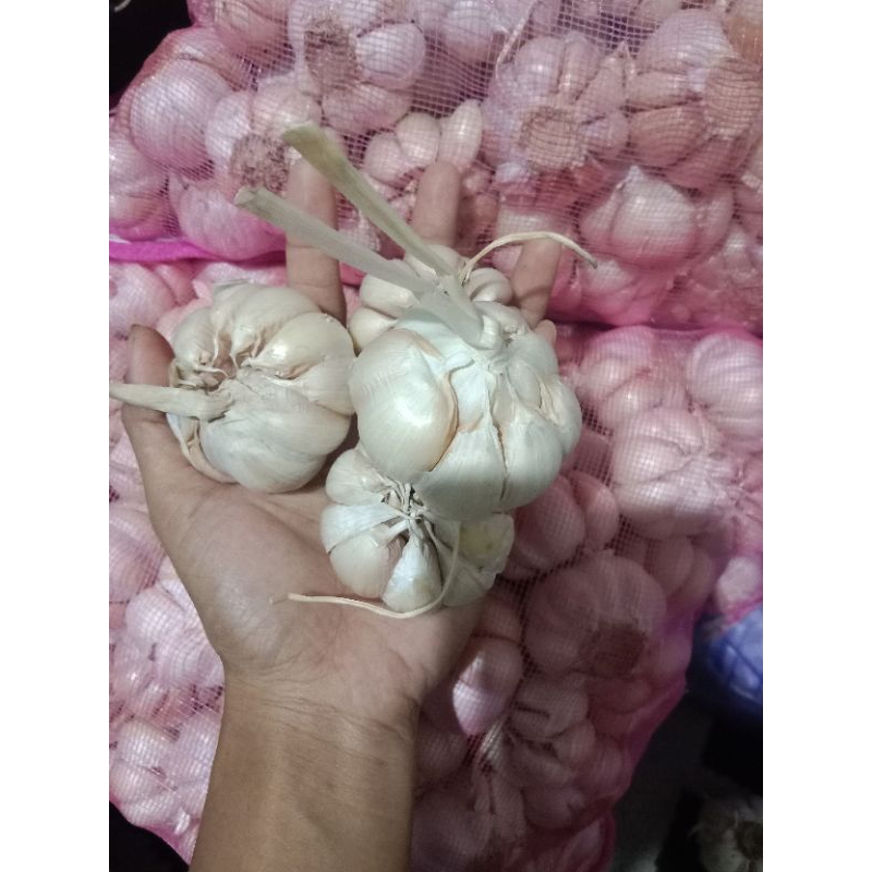 

bawang putih