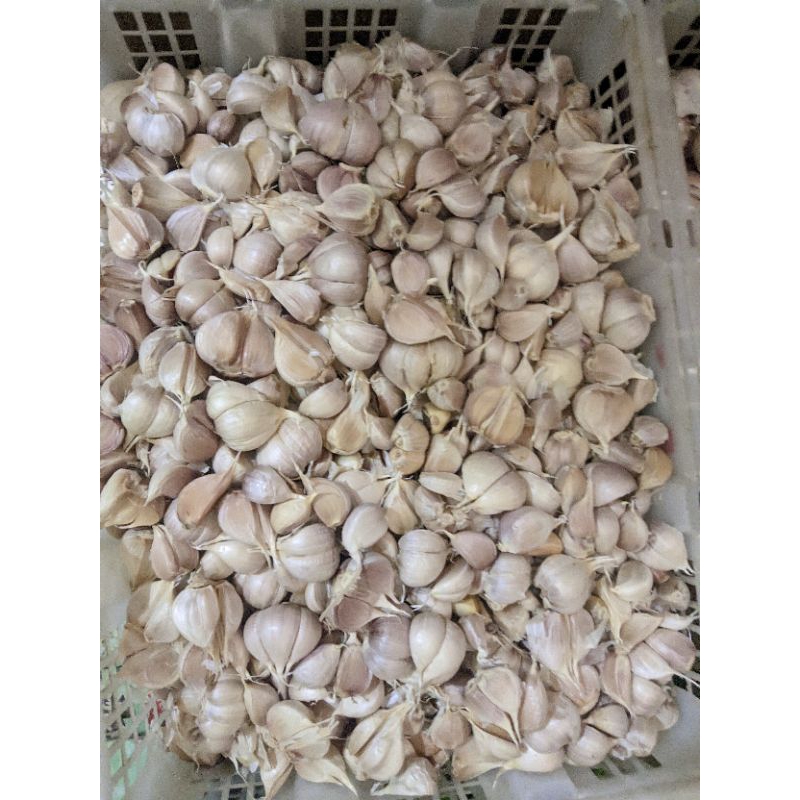 

Bawang Kating Langsung Dari Petani/Tanah Indonesia 500gr