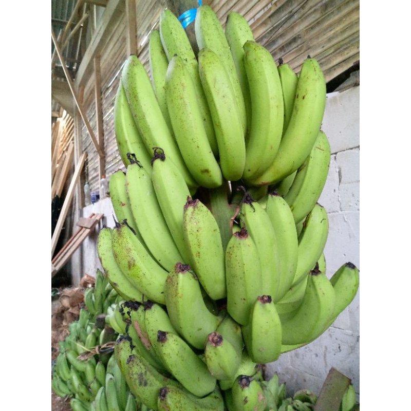 

Pisang Ambon Jepang