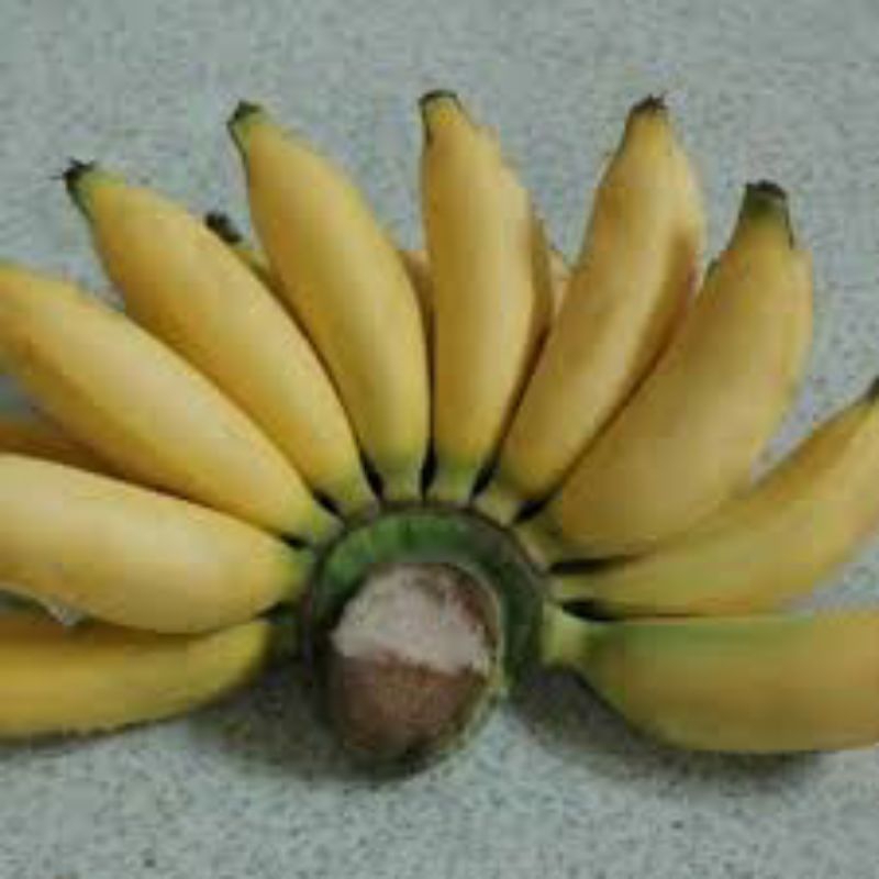 

Pisang Muli 1kg / Pisang manis