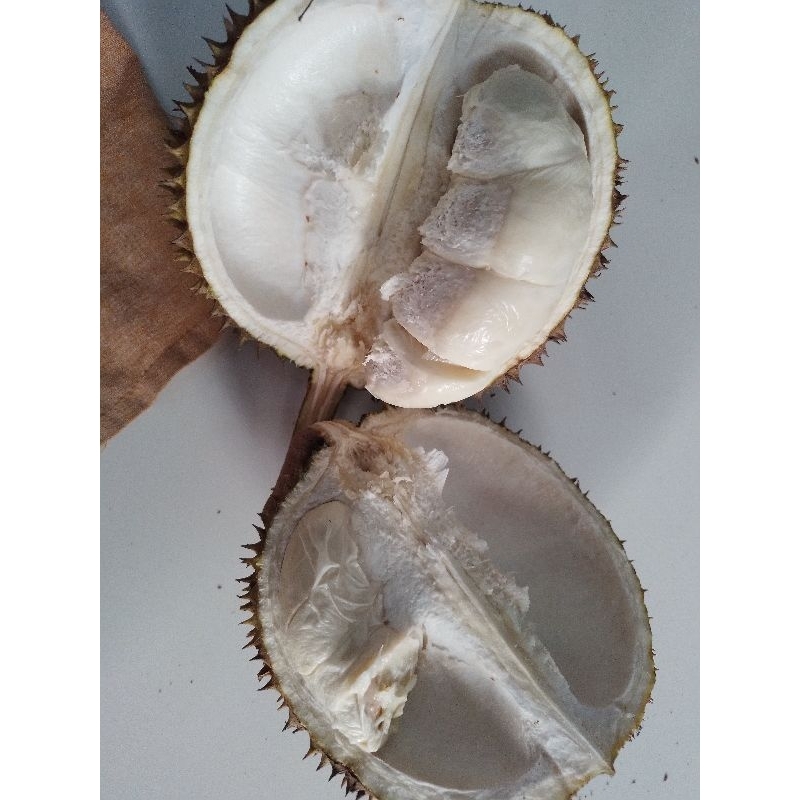 

durian mrica lato lato