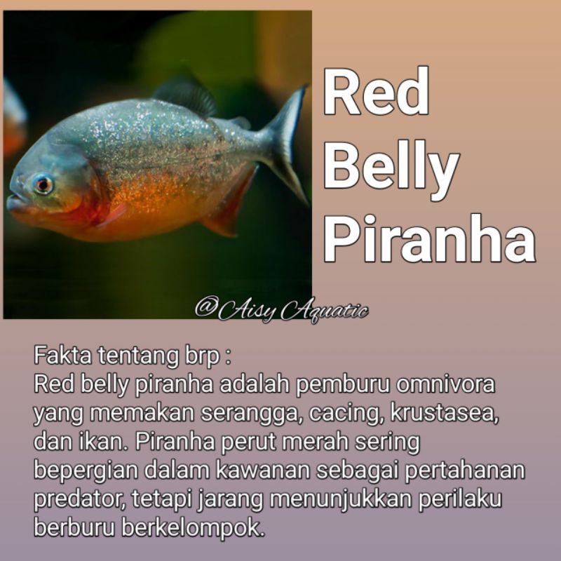 Hiasan aquarium piranha Red Belly ukuran 5-7cm hampir 2 jari
